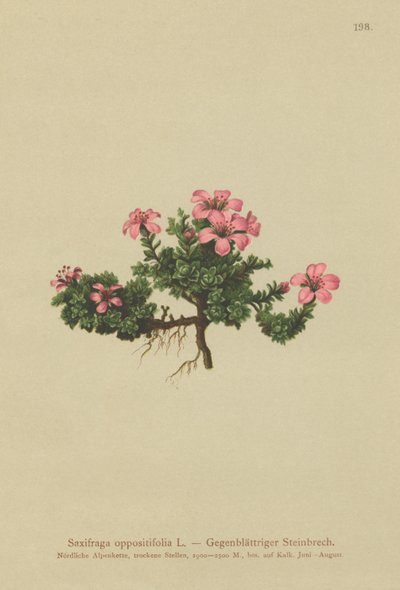 Purple Mountain Saxifrage by German School